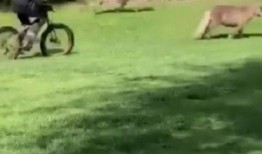 马和驴视频,一场跨物种的和谐互动